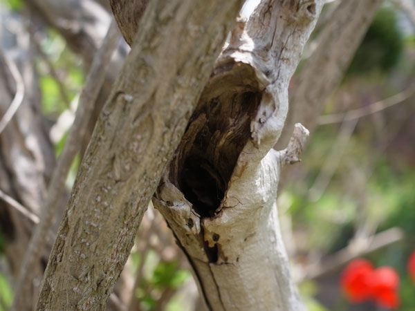 f:id:elmikamino:20110524103347j:image