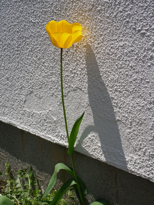 f:id:elmikamino:20110524103613j:image