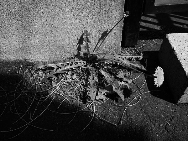 f:id:elmikamino:20110526090116j:image