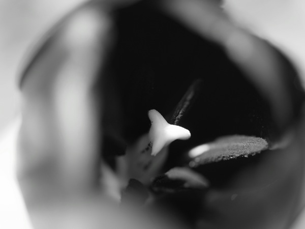f:id:elmikamino:20110528101146j:image