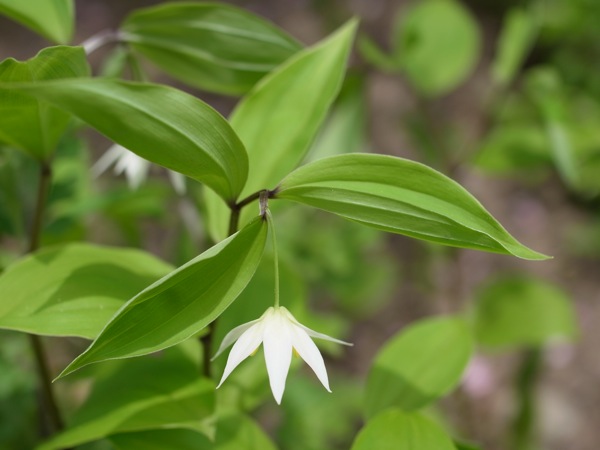 f:id:elmikamino:20110530093505j:image f:id:elmikamino:20110530093505j:image
