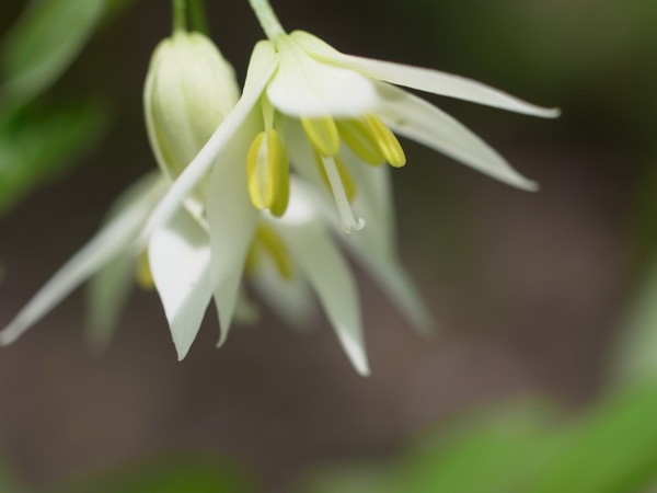 f:id:elmikamino:20110530093527j:image f:id:elmikamino:20110530093527j:image