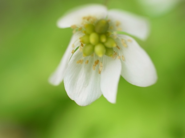 f:id:elmikamino:20110530094256j:image f:id:elmikamino:20110530094256j:image