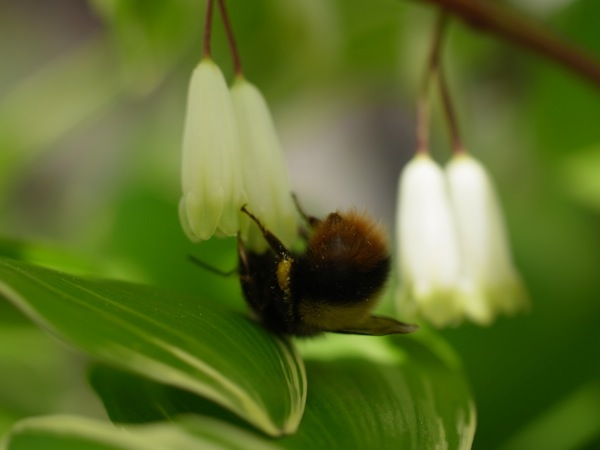f:id:elmikamino:20110530095549j:image f:id:elmikamino:20110530095549j:image