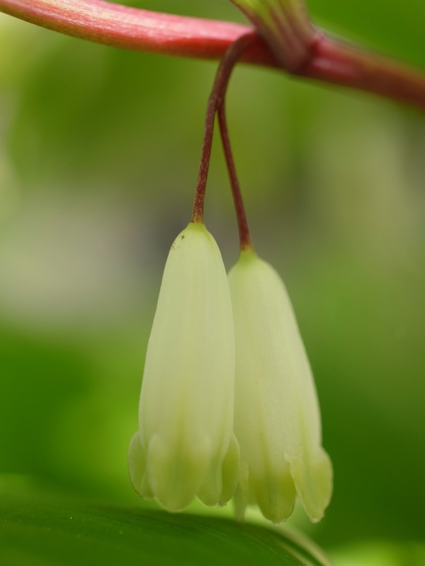 f:id:elmikamino:20110530095639j:image f:id:elmikamino:20110530095639j:image
