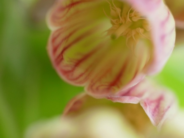 f:id:elmikamino:20110530100140j:image f:id:elmikamino:20110530100140j:image