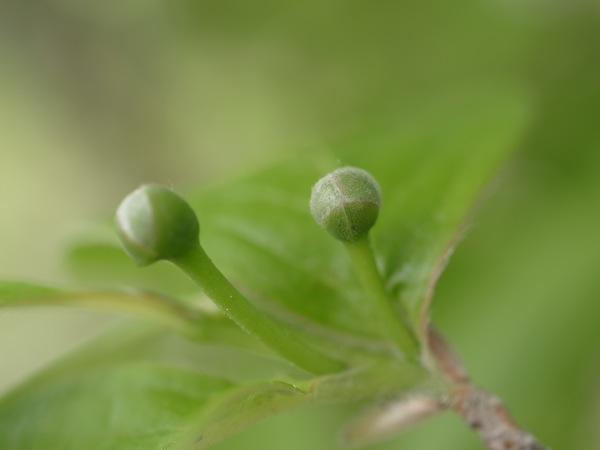 f:id:elmikamino:20110530101039j:image f:id:elmikamino:20110530101039j:image