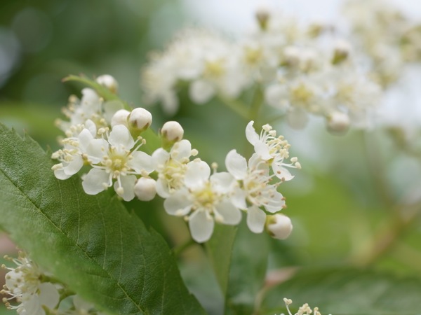 f:id:elmikamino:20110530101827j:image f:id:elmikamino:20110530101827j:image