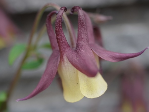 f:id:elmikamino:20110530102745j:image f:id:elmikamino:20110530102745j:image