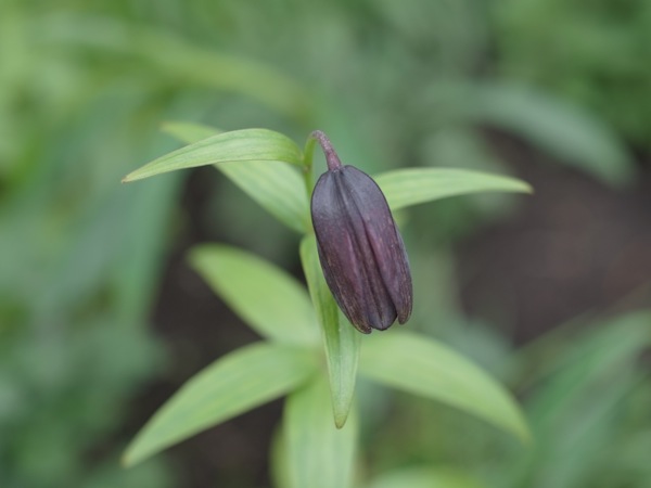 f:id:elmikamino:20110530102949j:image f:id:elmikamino:20110530102949j:image
