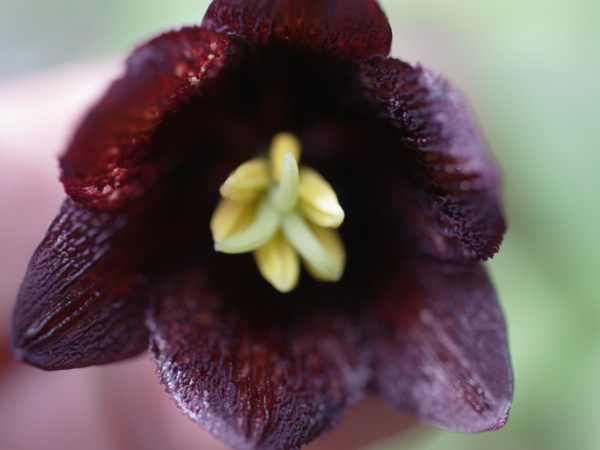 f:id:elmikamino:20110530103120j:image f:id:elmikamino:20110530103120j:image