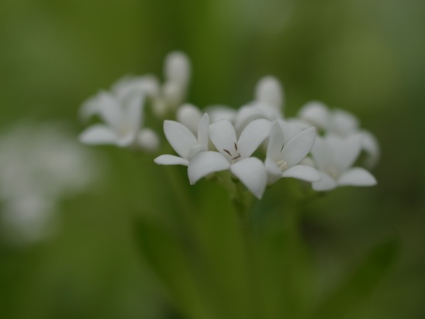 f:id:elmikamino:20110530103509j:image f:id:elmikamino:20110530103509j:image