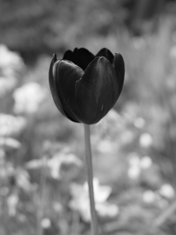 f:id:elmikamino:20110531091740j:image
