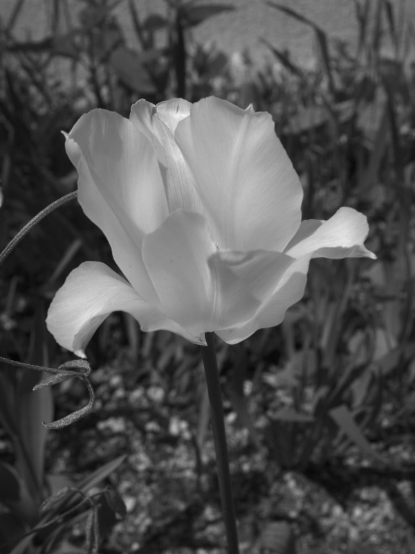 f:id:elmikamino:20110531100945j:image