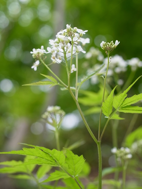 f:id:elmikamino:20110603084047j:image