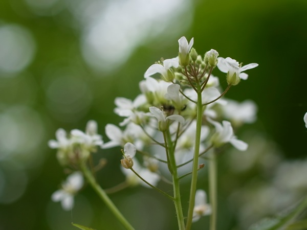 f:id:elmikamino:20110603084058j:image