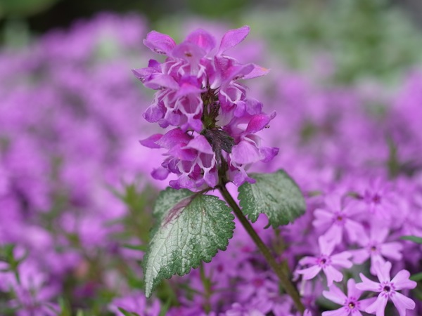 f:id:elmikamino:20110603084645j:image