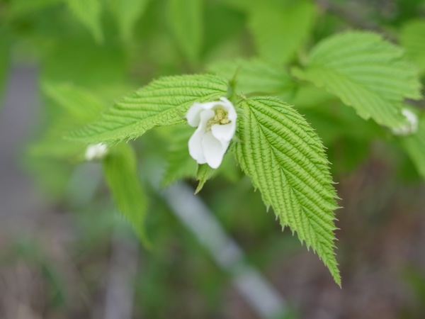 f:id:elmikamino:20110603084941j:image