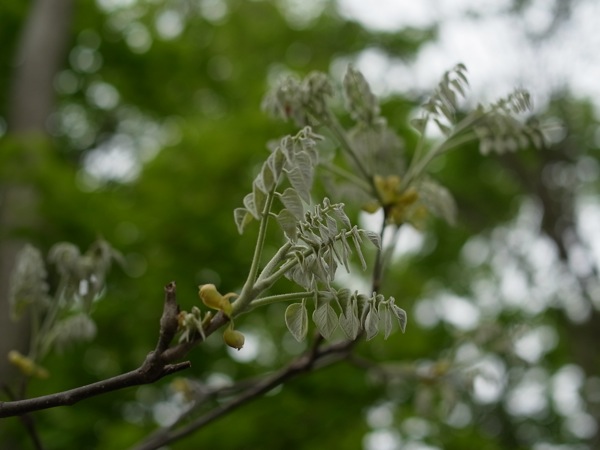 f:id:elmikamino:20110603085054j:image