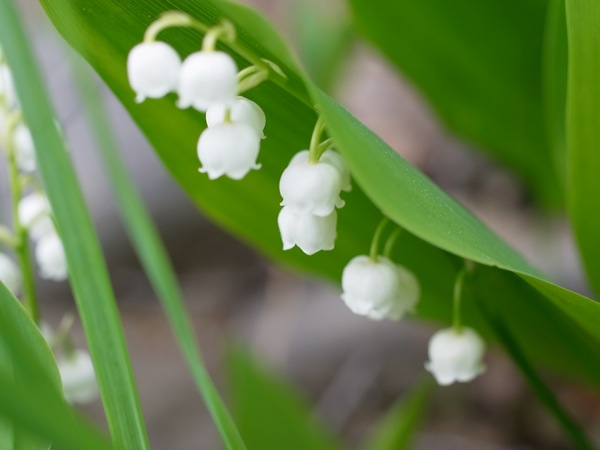f:id:elmikamino:20110603085208j:image