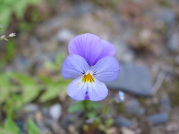 f:id:elmikamino:20110603085302j:image