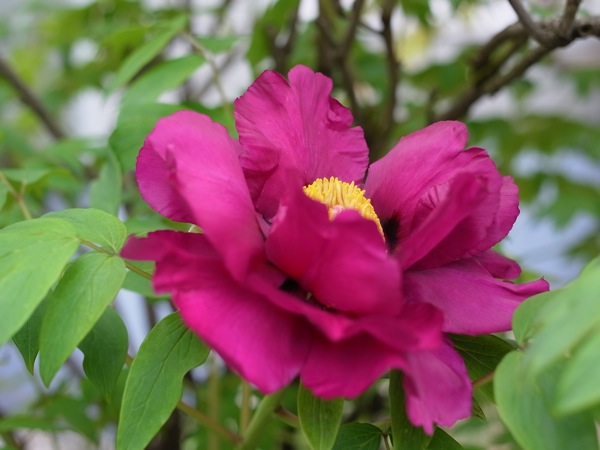 f:id:elmikamino:20110603085401j:image