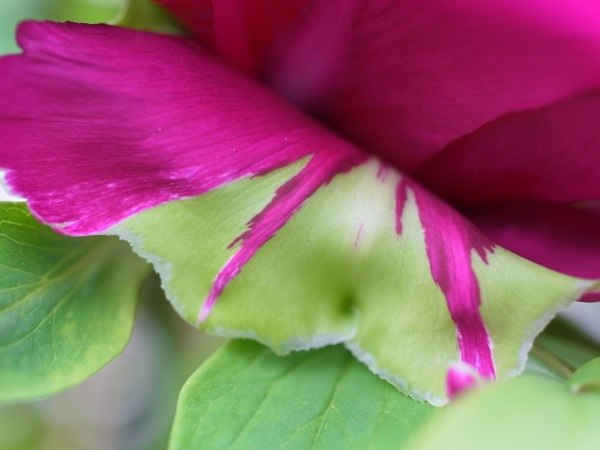f:id:elmikamino:20110603085431j:image