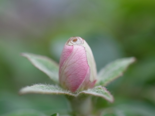 f:id:elmikamino:20110603085650j:image