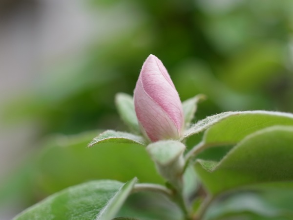 f:id:elmikamino:20110603085738j:image