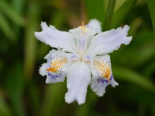 f:id:elmikamino:20110603090557j:image