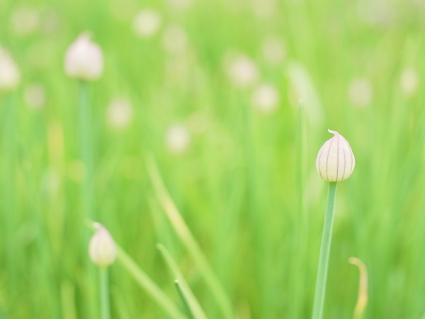 f:id:elmikamino:20110603090730j:image