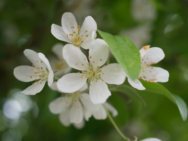 f:id:elmikamino:20110603091031j:image