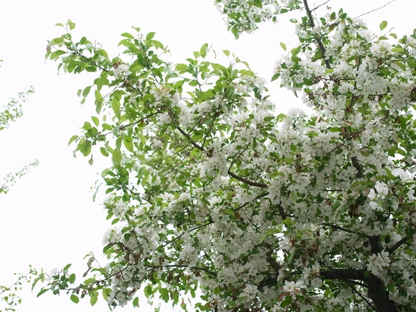 f:id:elmikamino:20110603091227j:image