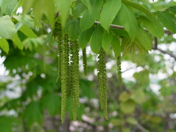 f:id:elmikamino:20110603091755j:image