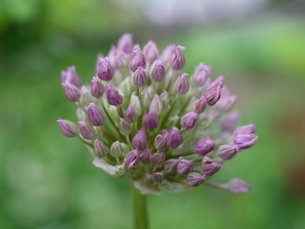 f:id:elmikamino:20110603092059j:image