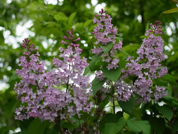 f:id:elmikamino:20110603092804j:image