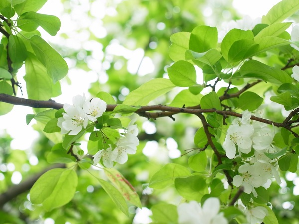 f:id:elmikamino:20110603092850j:image