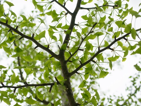 f:id:elmikamino:20110603093019j:image