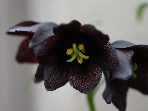 f:id:elmikamino:20110603093339j:image