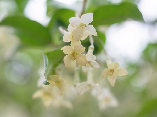 f:id:elmikamino:20110603093637j:image