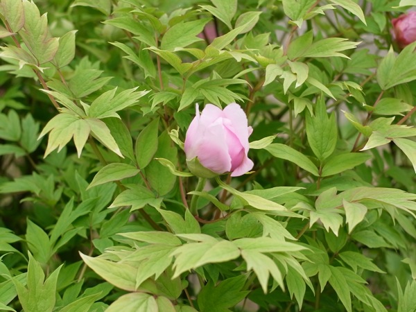 f:id:elmikamino:20110603093957j:image
