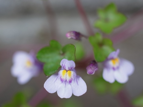 f:id:elmikamino:20110603094126j:image