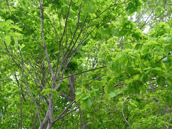 f:id:elmikamino:20110603094501j:image