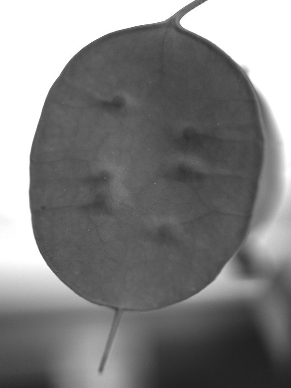 f:id:elmikamino:20110609175148j:image f:id:elmikamino:20110609175148j:image