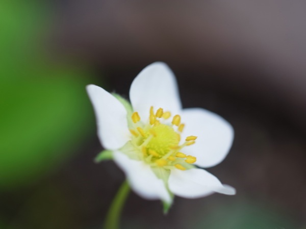 f:id:elmikamino:20110609180254j:image