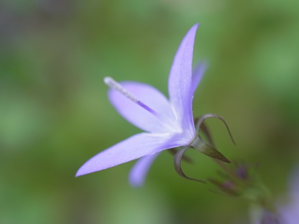 f:id:elmikamino:20110609182225j:image