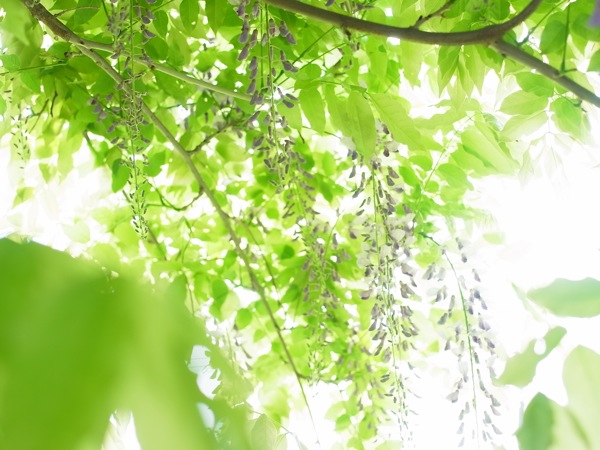 f:id:elmikamino:20110610080024j:image