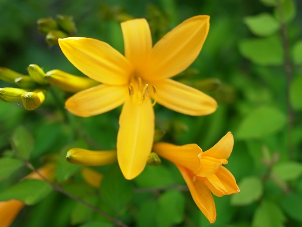 f:id:elmikamino:20110610092051j:image