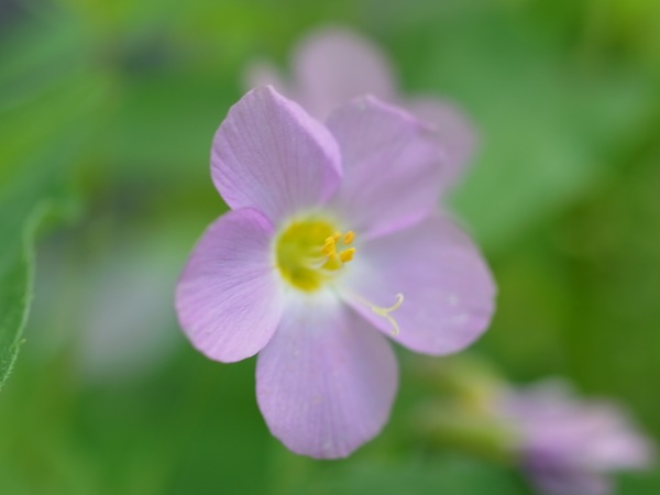f:id:elmikamino:20110610092116j:image
