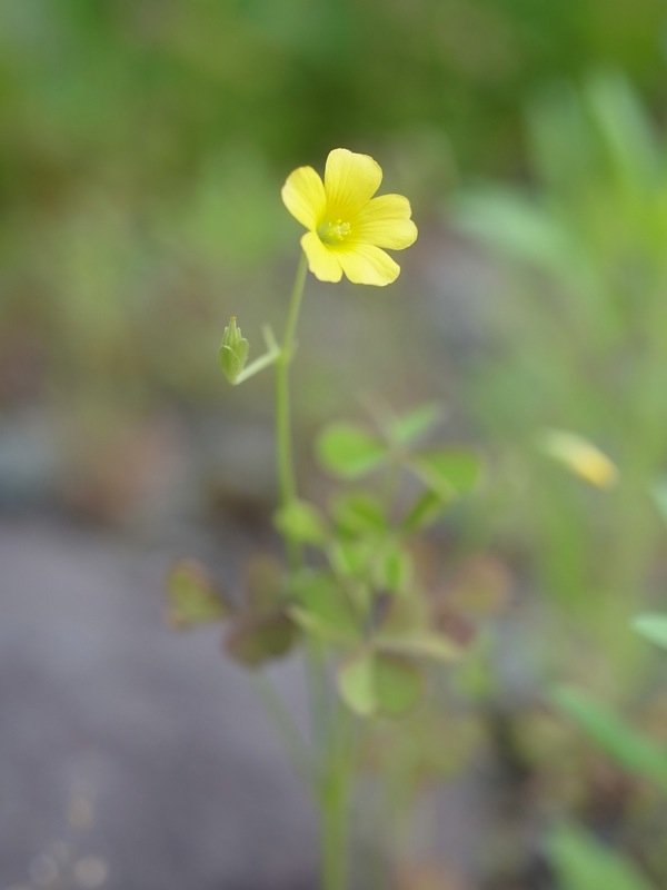 f:id:elmikamino:20110610092454j:image